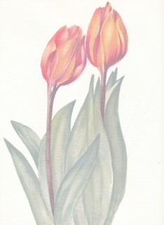Final tulips piece