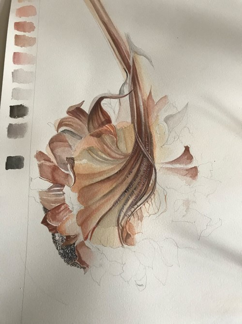 Progression of initial colour in sunflower painting sketch