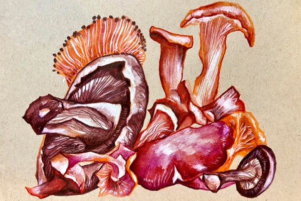 Still life drawing of mushrooms in red tones
