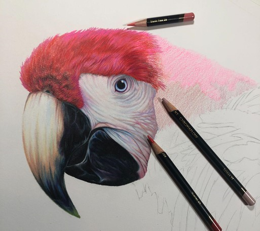 Drawing of a parrot using Derwent Chromaflow pencils