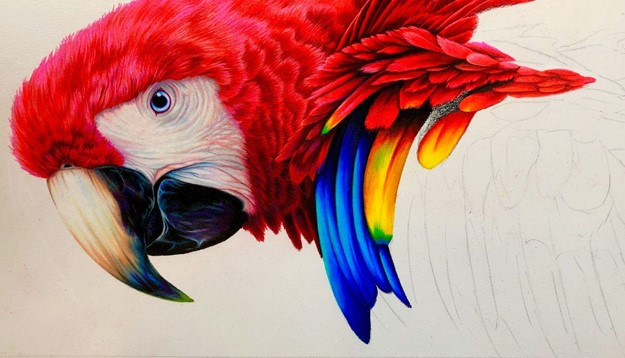 Drawing of a parrot showing the black lines of Chromaflow pencils