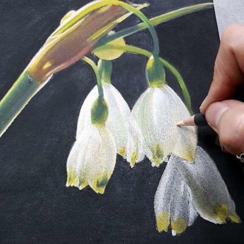 Derwent Creating Snowdrops