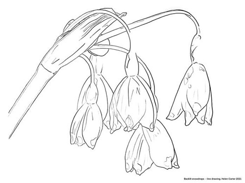 Derwent Backlit Outline Sketch