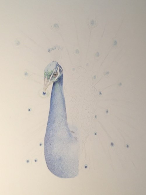 Peacock sketched in the blue