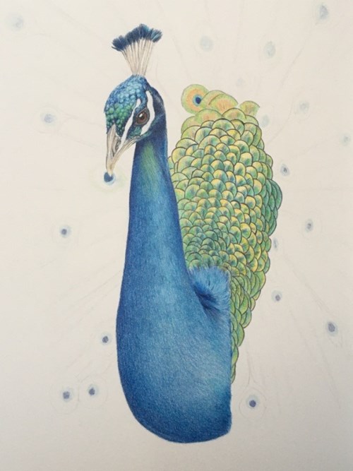 Colouring in the peacock feathers