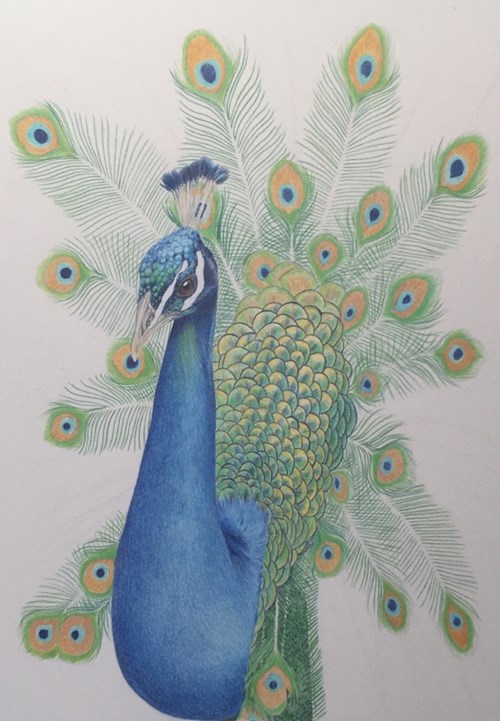 Peacock with long feathers