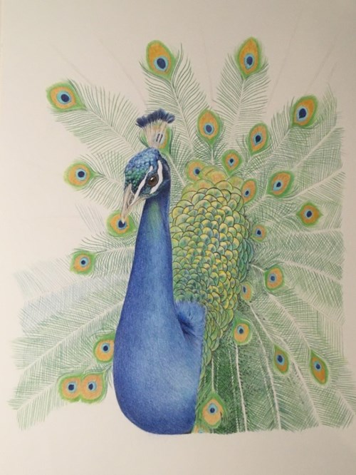 Peacock adding in longer feathers