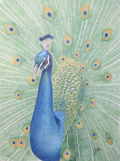 Peacock finishing touches
