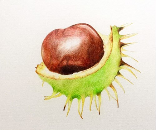 Derwent Procolour Conker Final Piece